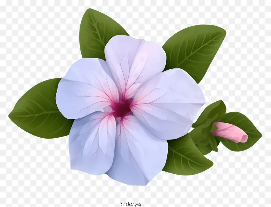 Flor De Pervinca Elegante E Elegante，Flor PNG