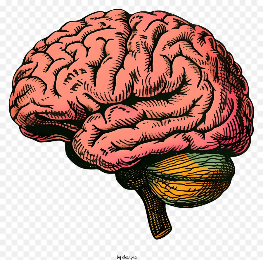 Mente Do Cérebro，Cérebro Humano PNG