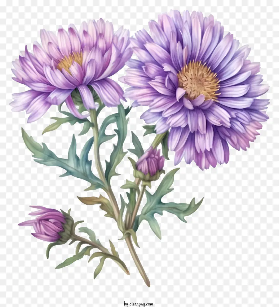 No Estilo Da Ilustração Romântica，Flor De Aster Elegante PNG