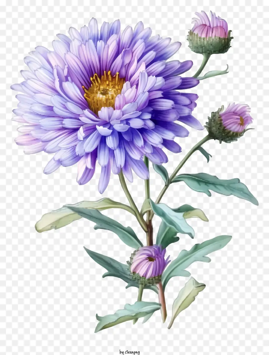 Flor De Aster Elegante，Flores Azuis E Rosa PNG