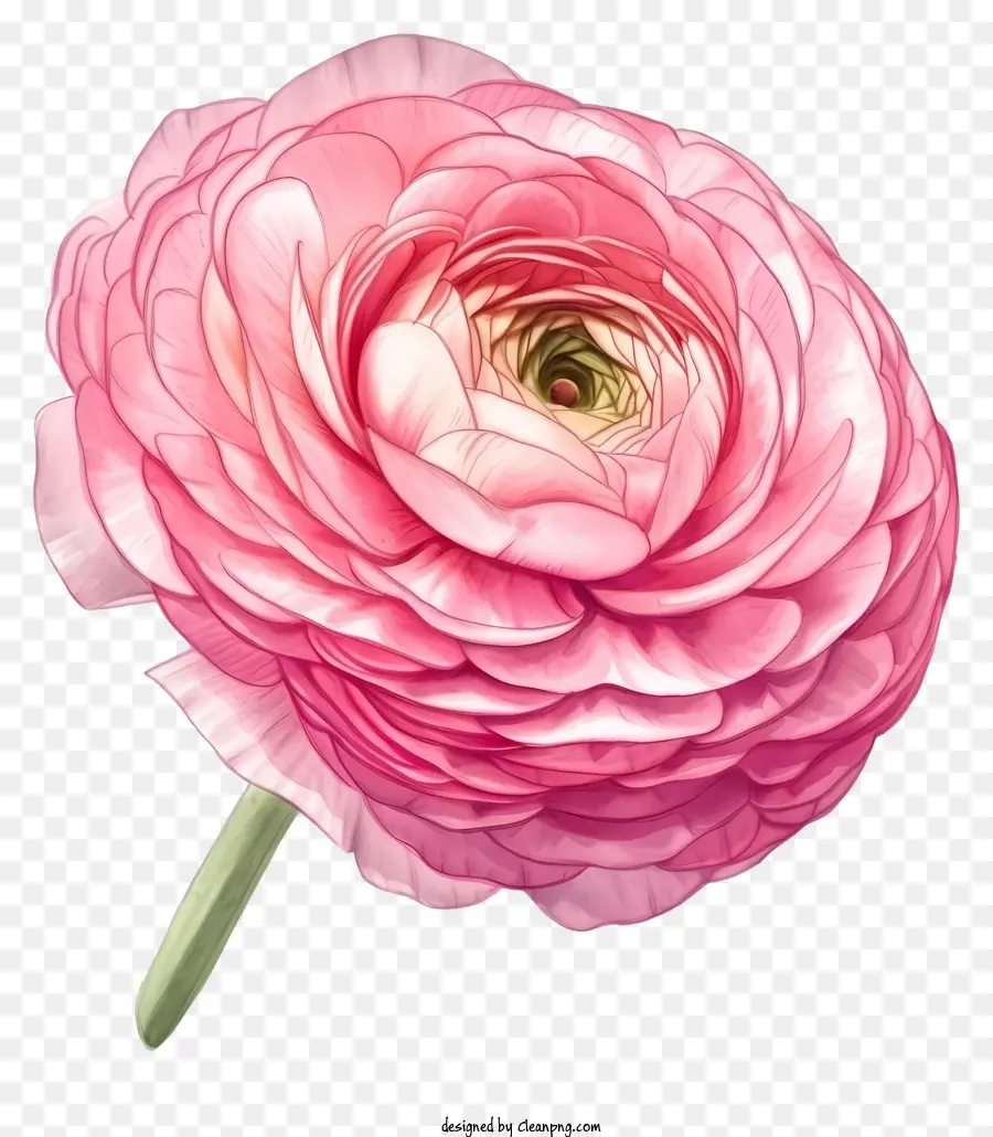 Flor De Ranunculus Elegante E Elegante，Rosa Cor De Rosa PNG