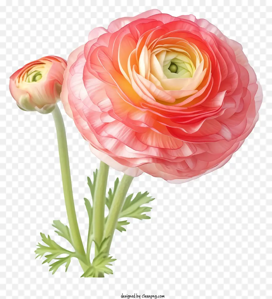 Flor Ranunculus，Flor PNG