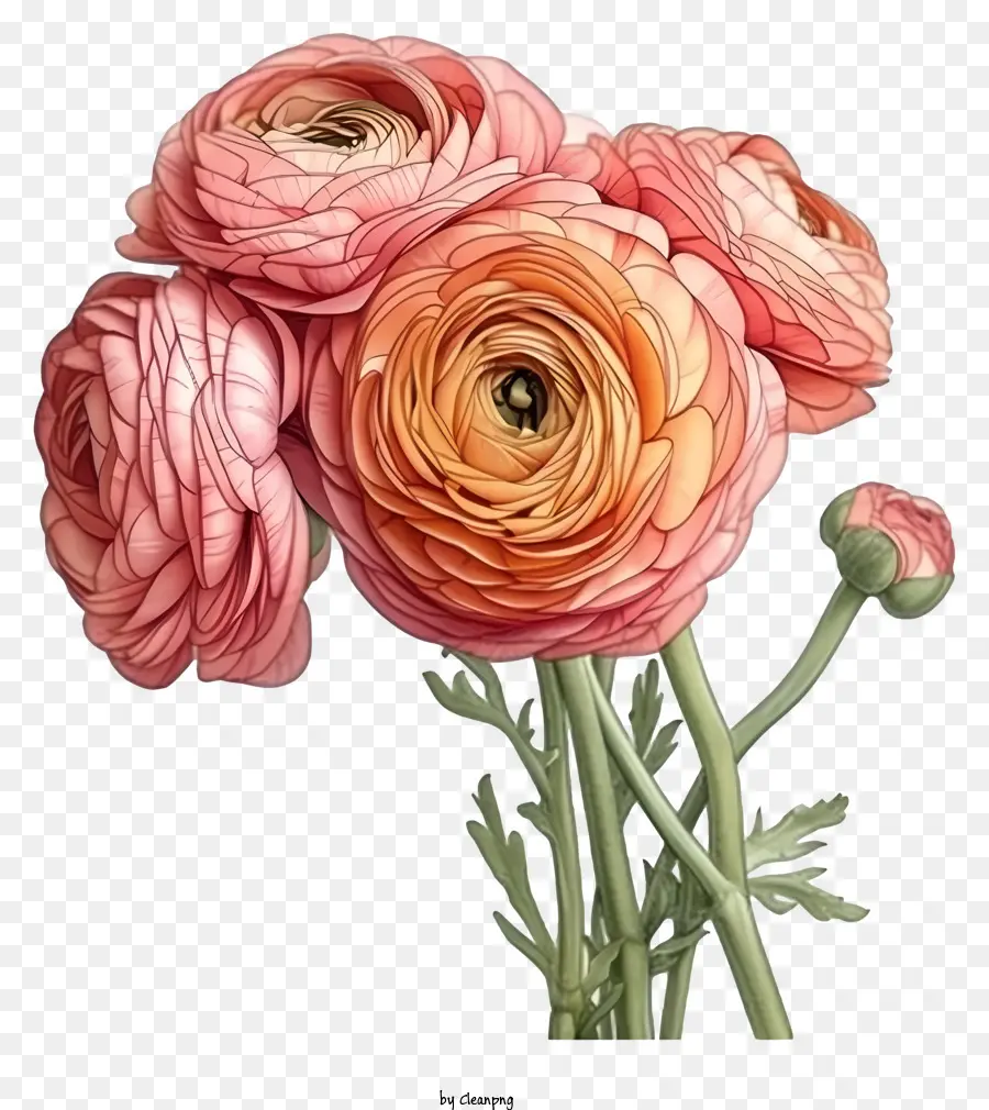 Flor De Ranunculus Elegante E Elegante，Buquê PNG