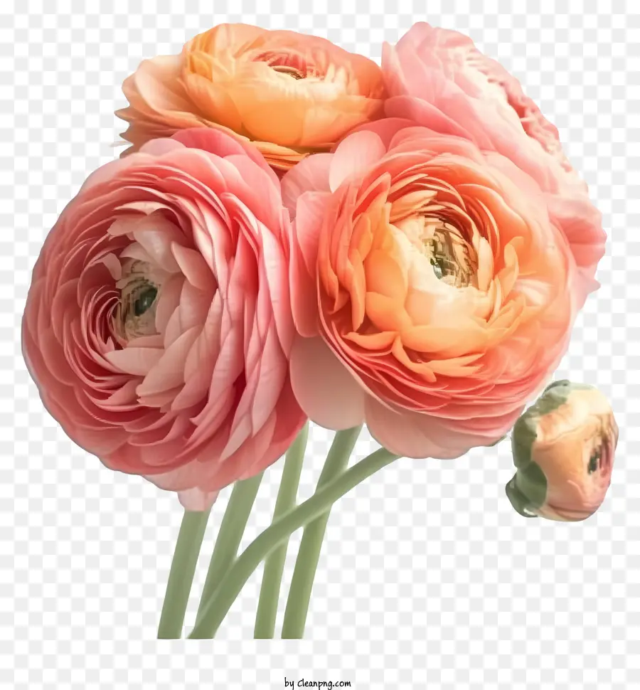 Flor Ranunculus Elegante Realista，Rosas Cor De Rosa PNG