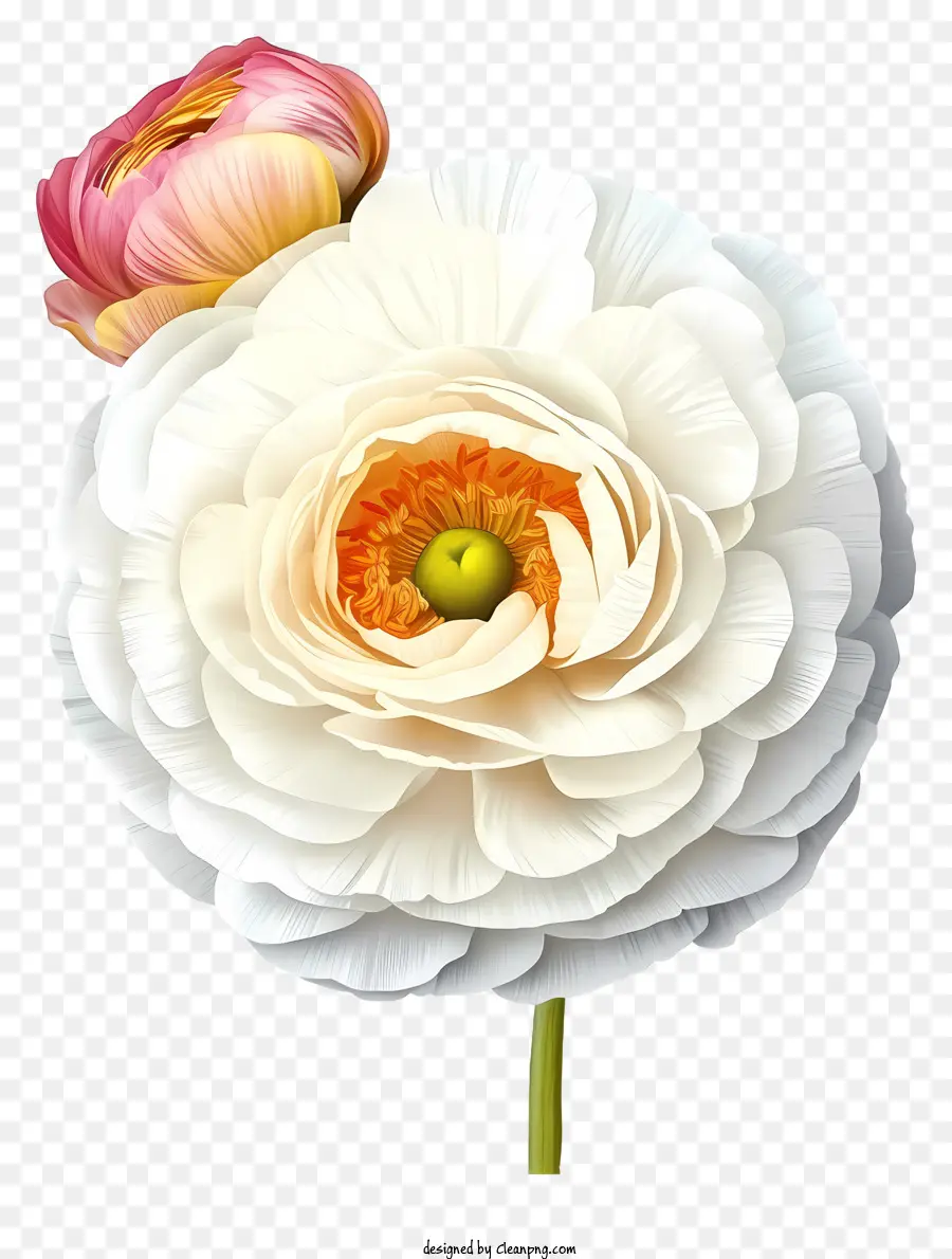 Elegante ícone De Flor Ranúnculo，Flor Branca PNG