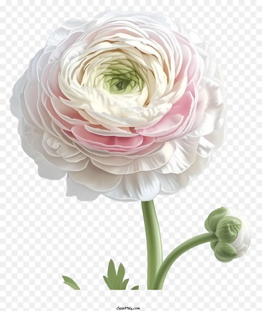 Flor De Ranúnculo Plana E Elegante，Flor Branca PNG