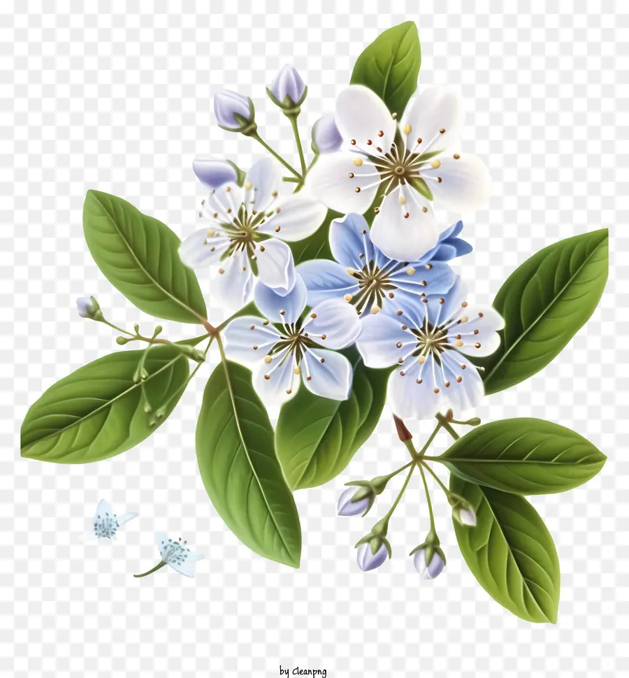 Flor Elegante De Murta，Flor Azul PNG