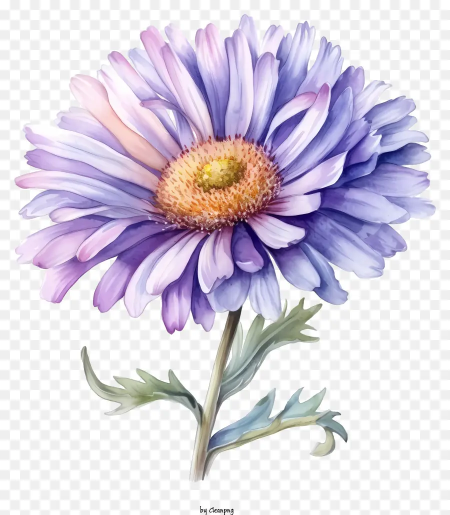 Flor De Aster Elegante Em Aquarela，Roxo Crisântemo PNG