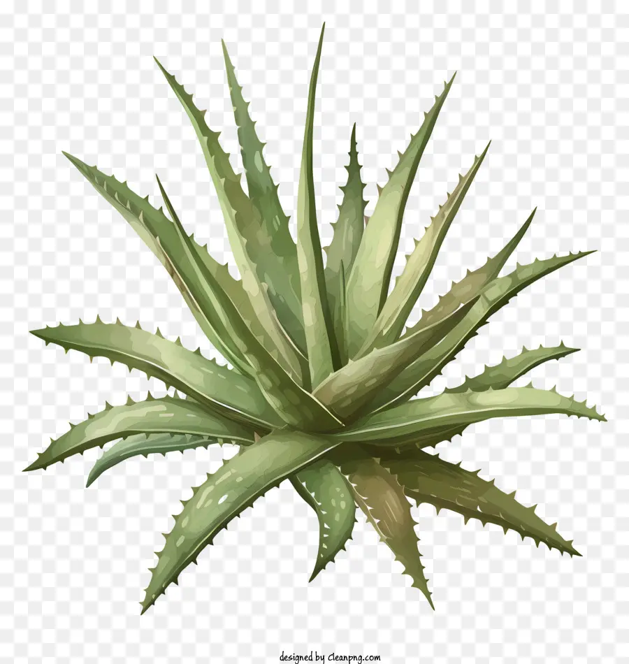 Aloe Vera Folha，Planta Aloe Vera PNG