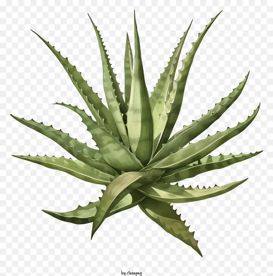 Aloe Vera Folha，Planta Aloe PNG