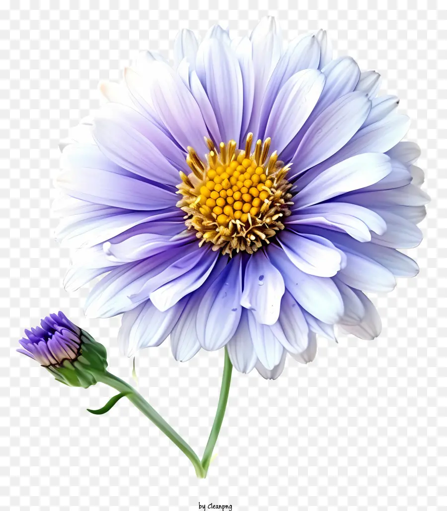 Flor De Aster Elegante，Flor Azul PNG