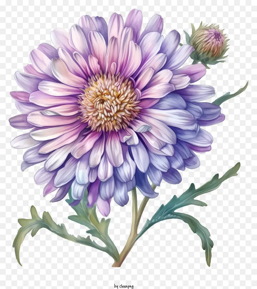 No Estilo Da Ilustração Romântica，Flor De Aster Elegante PNG