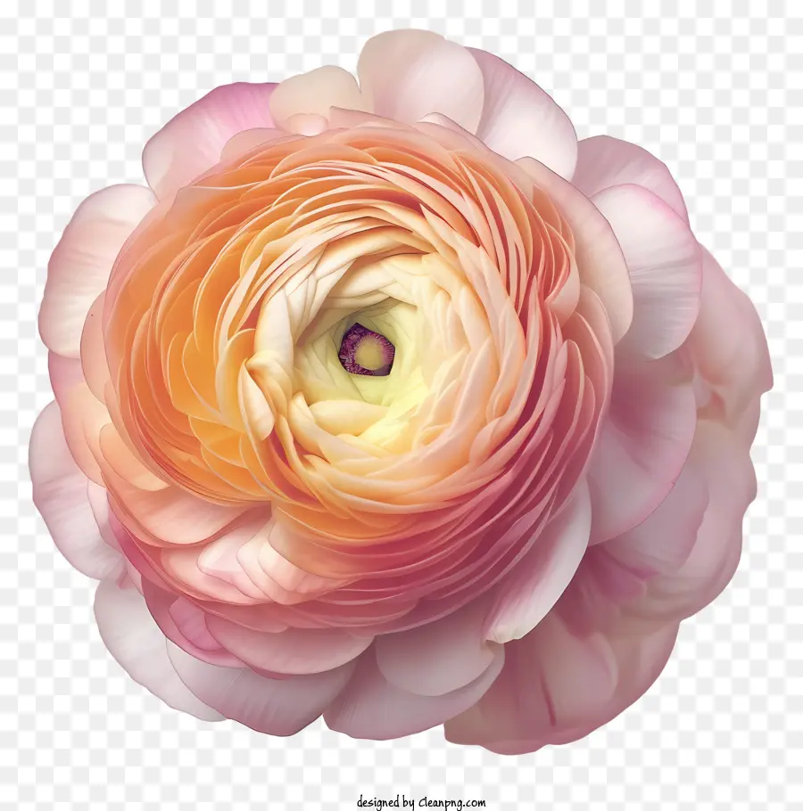 No Estilo Da Ilustração Romântica，Flor Elegante De Ranunculus PNG