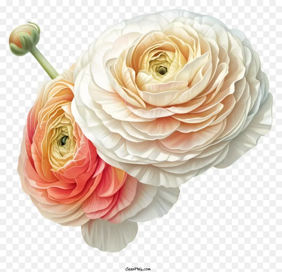 Ranunculus Flor，Rosas PNG