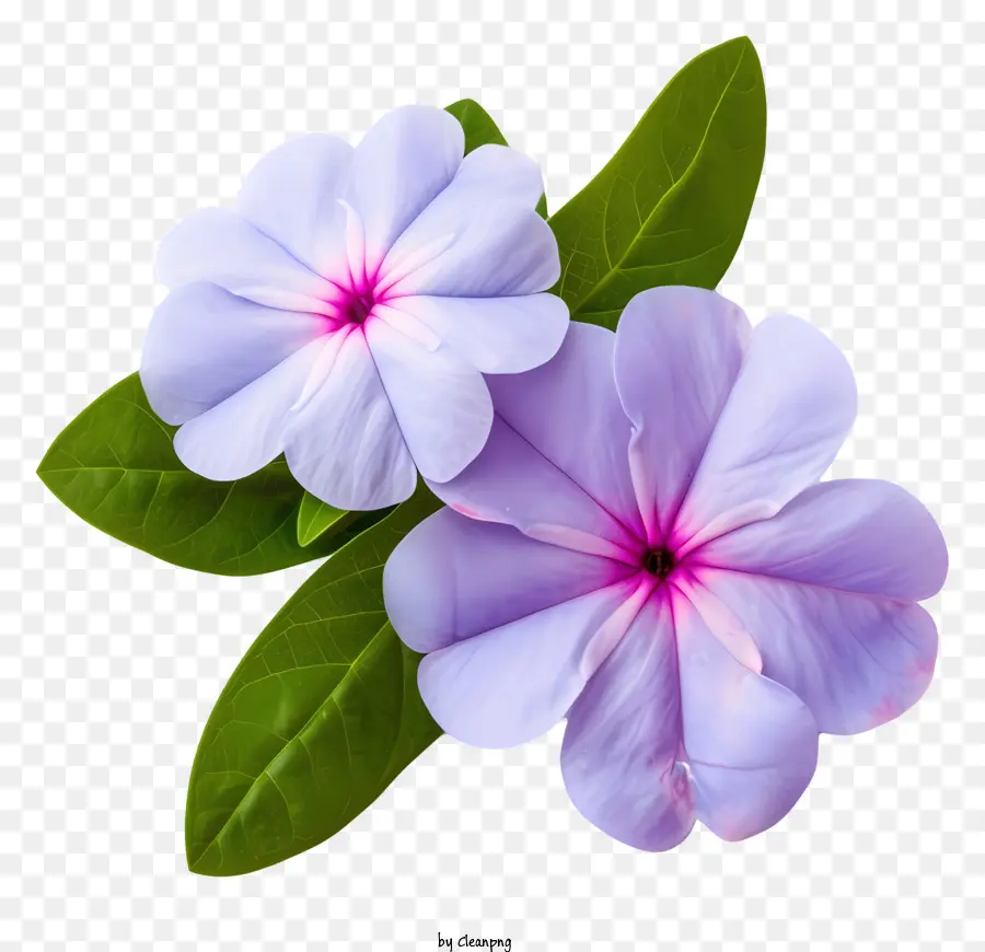 Flor De Pervinca Elegante E Elegante，Flores Roxas PNG