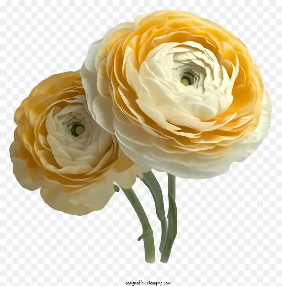 Vetor De Flor De Ranunculus Elegante 3d，Flores PNG