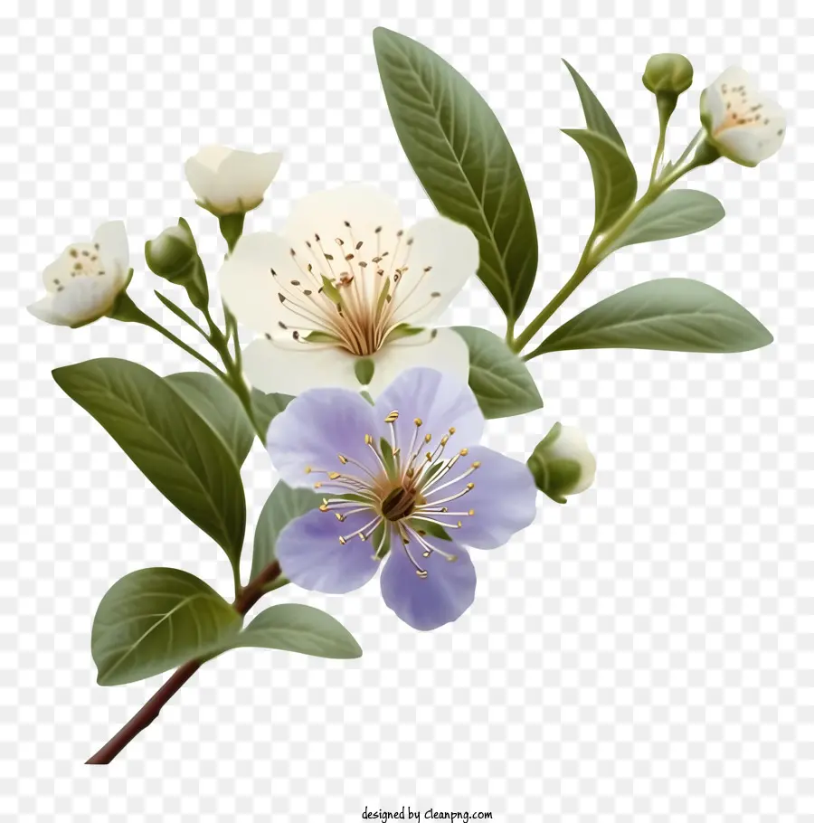 Flor Elegante De Murta，Flor Branca PNG