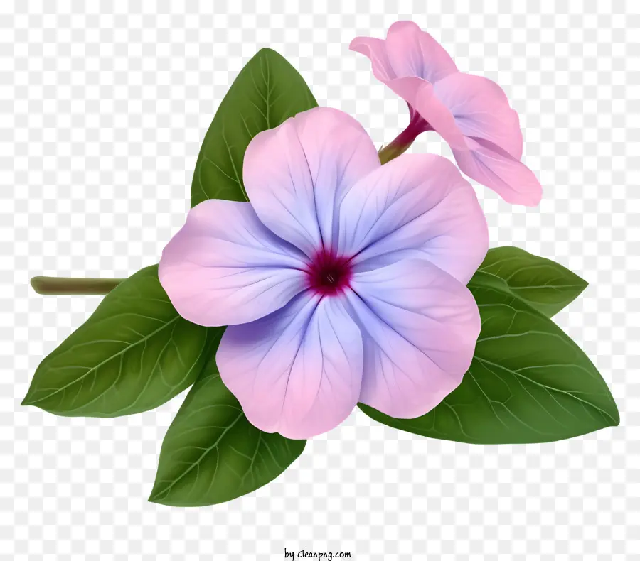 Flor Elegante E Elegante，Flores Silvestres PNG
