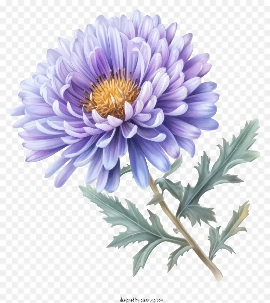 Flor De Aster Elegante Realista，Roxo Crisântemo PNG