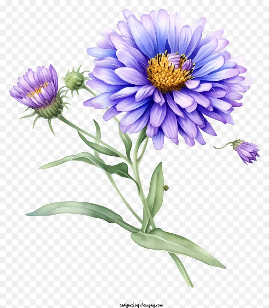 Flor De Aster Elegante Realista，Flor Azul PNG