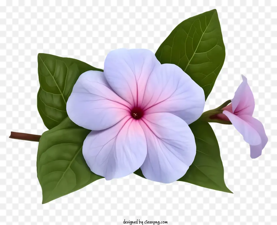 Flor Elegante De Pervinca，Flor Rosa PNG