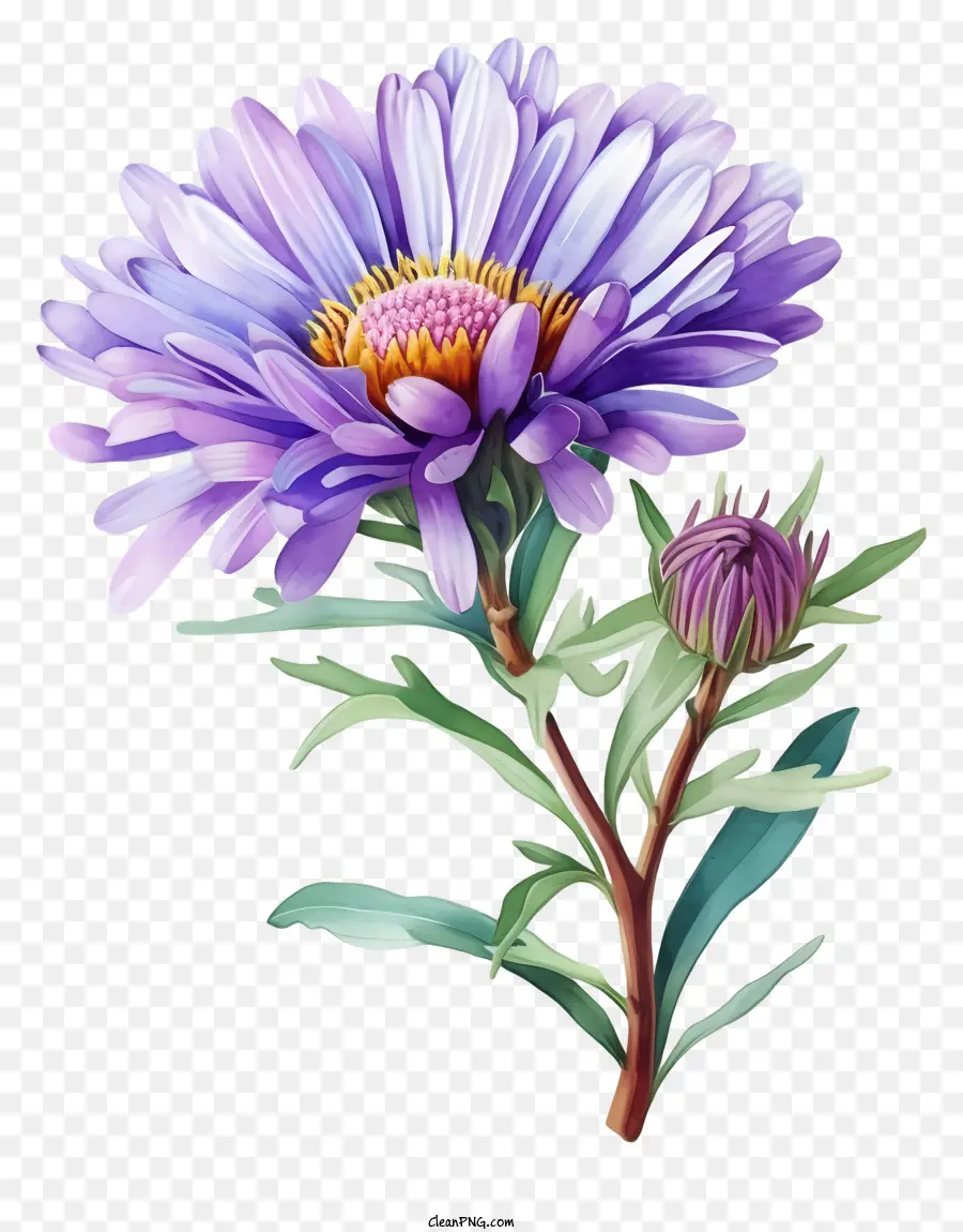 Flor De Aster Elegante Em Aquarela，Flor PNG