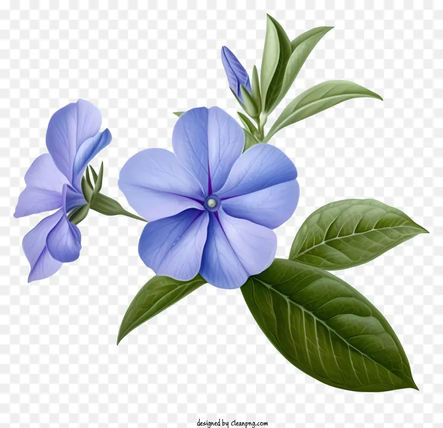 Flor Elegante De Pervinca，Planta De Floração Azul PNG