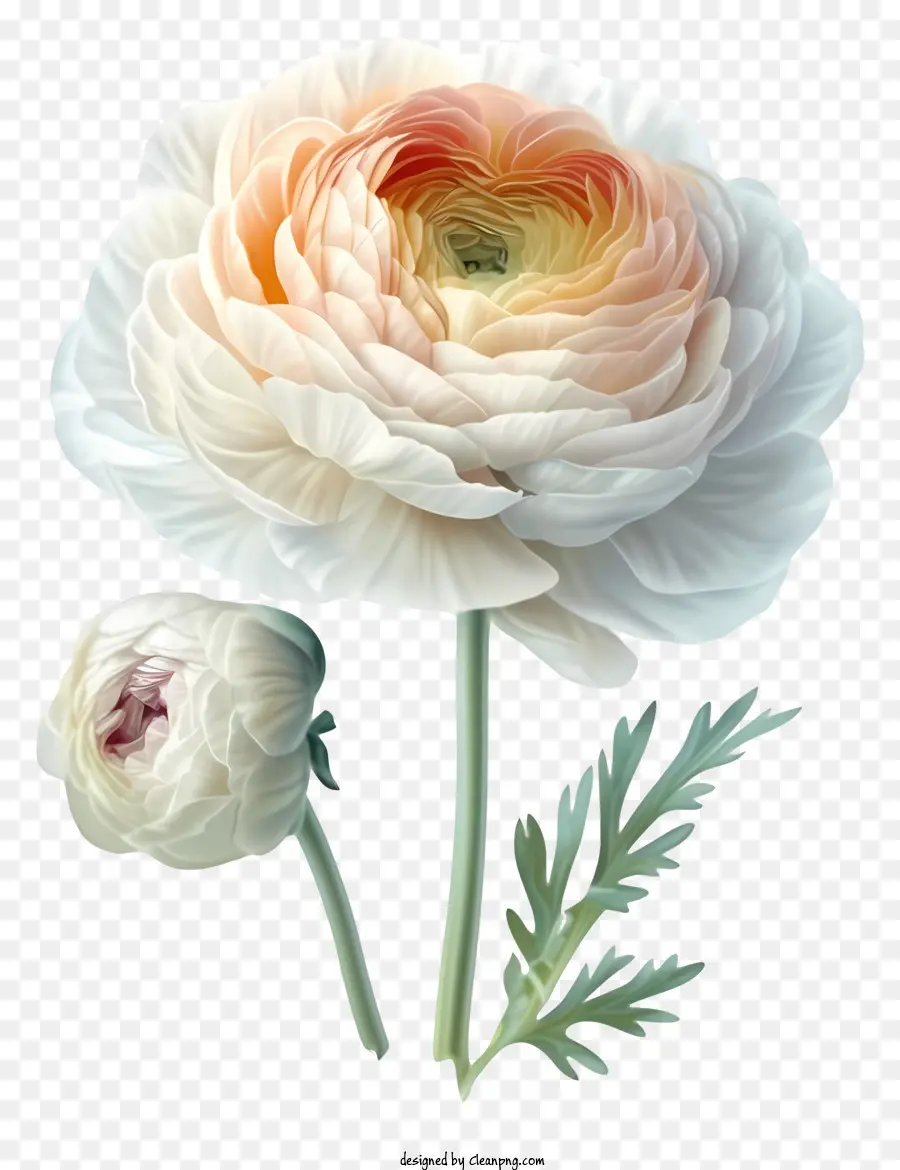 Flor Ranunculus Elegante Realista，Flor Branca PNG