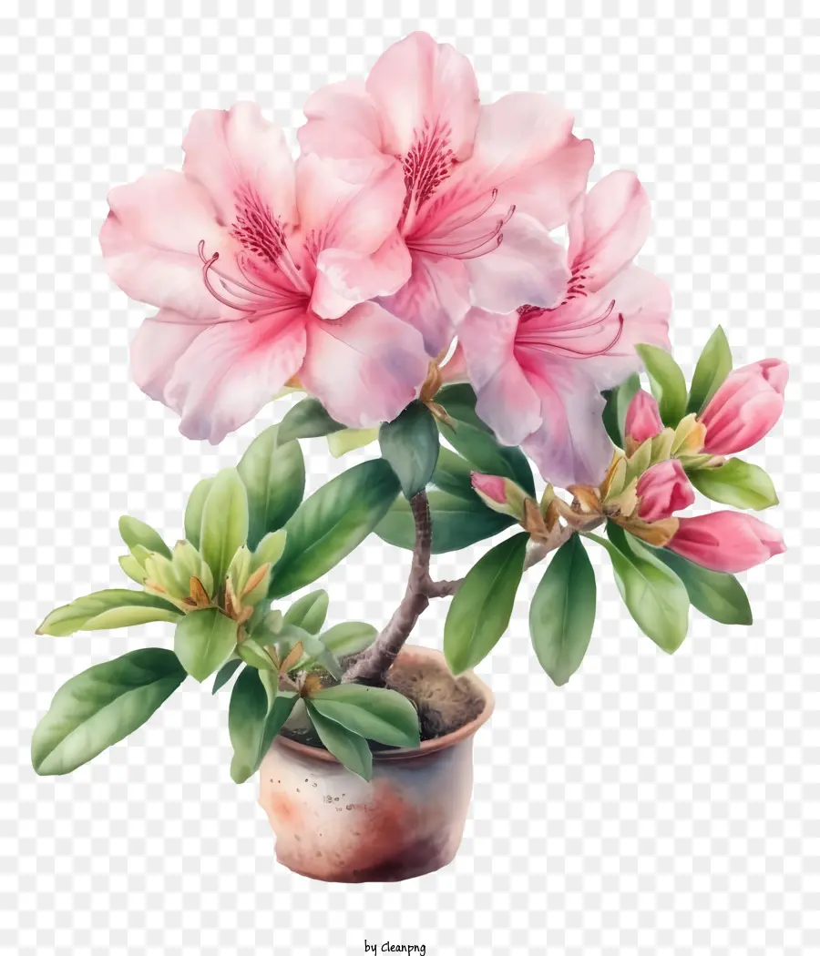 Ilustrações Detalhadas，Flor De Azalea Elegante PNG