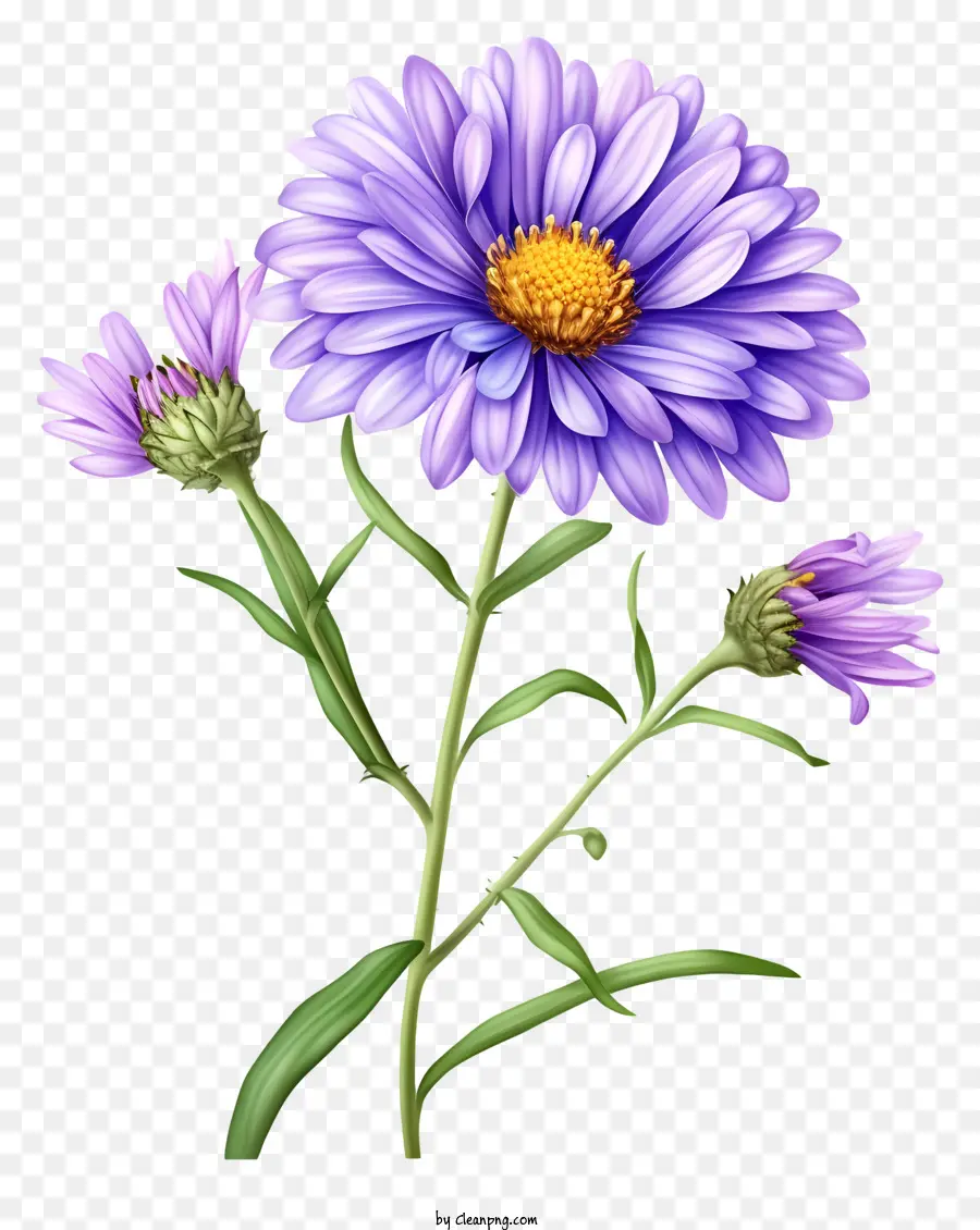 Flor De Aster Elegante Realista，Flor Roxa PNG