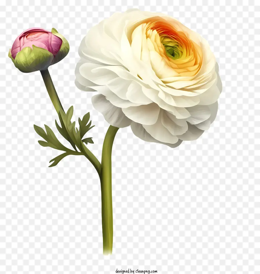 Icon Elegante De Flor Ranunculus，Flor Branca PNG