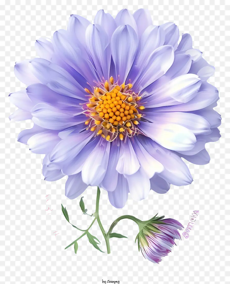 Flor De Aster Elegante，Roxo Daisy PNG