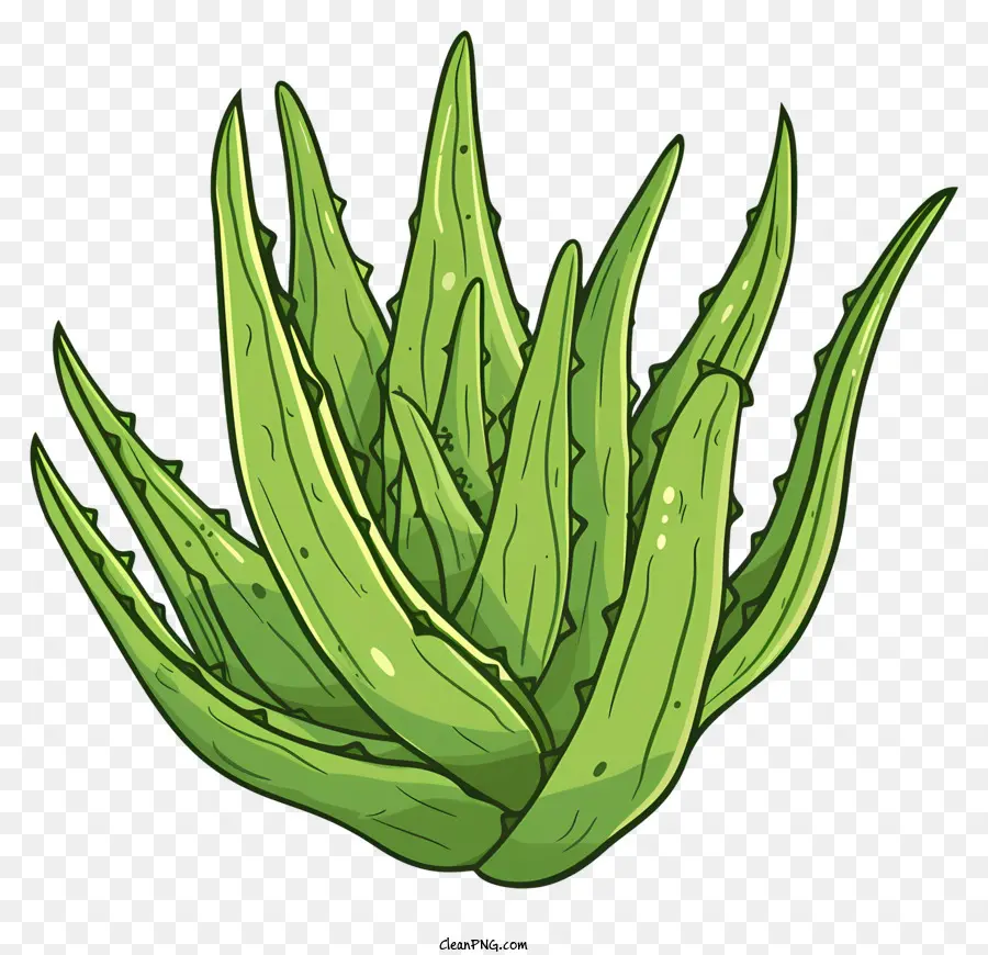 Aloe Vera Folha，Plantas De Aloe Vera PNG