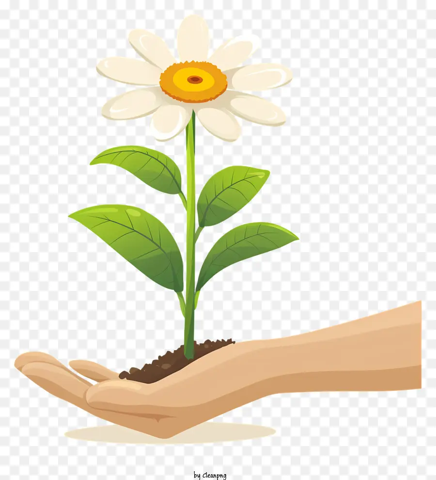 Plantar Um Dia De Flor，O Crescimento Da Planta PNG