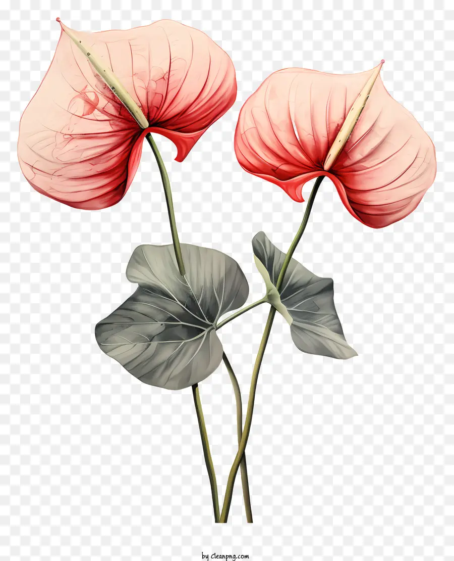 Flores De Anturium，Flores Cor De Rosa PNG