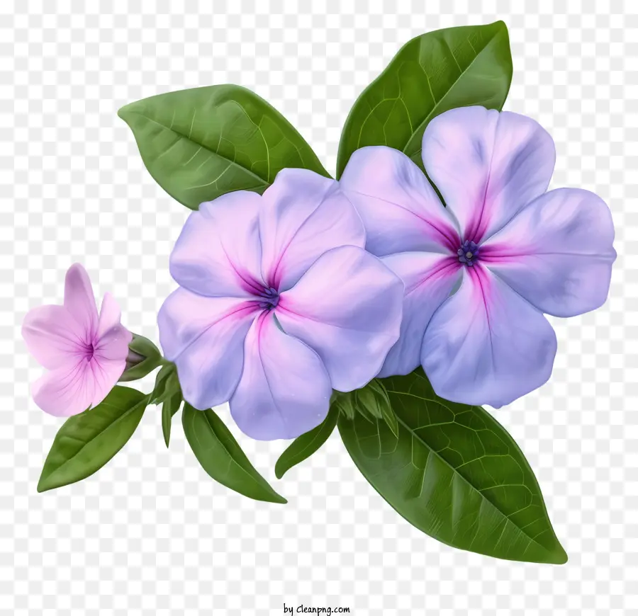 Flor Elegante De Pervinca，Flores Roxas PNG