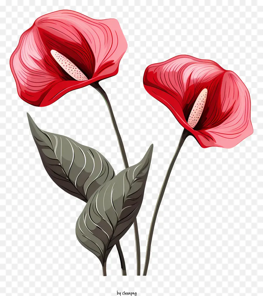 Flores De Anturium，Flor Vermelha PNG