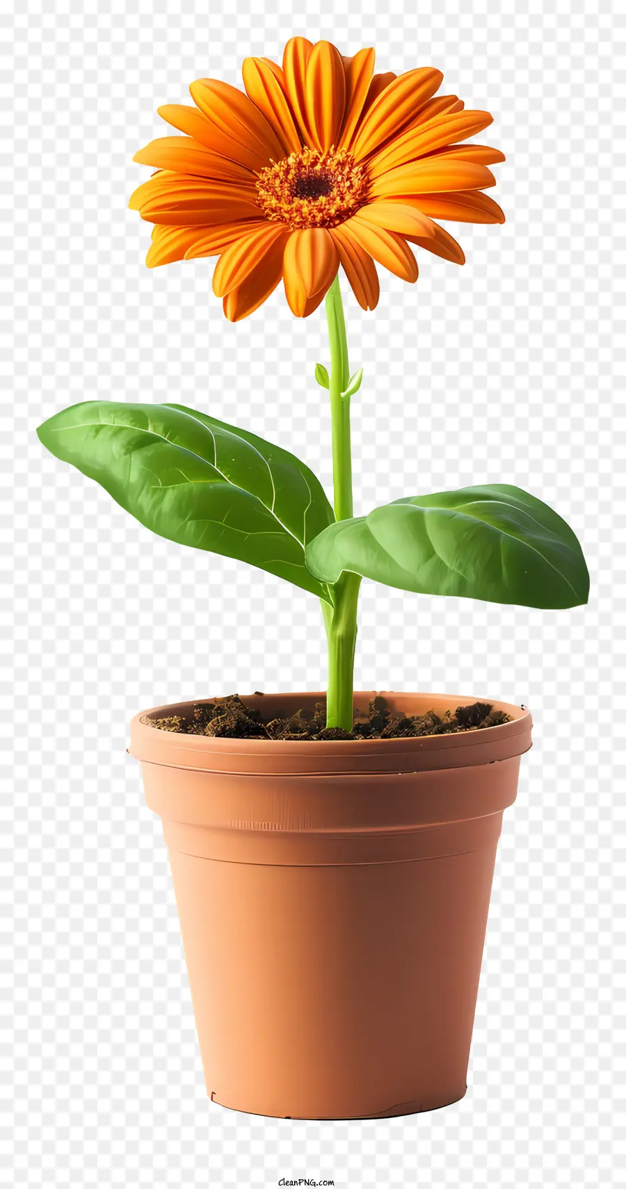 Plantar Um Dia De Flor，Flor PNG