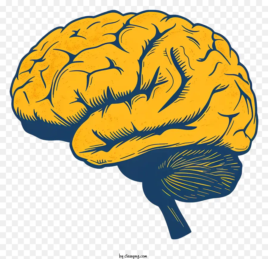 Mente Cérebro，Cérebro Humano PNG