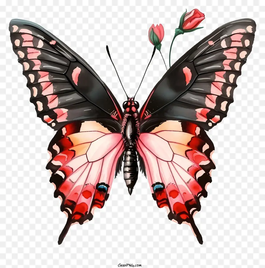 Ilustrações Detalhadas，Butterfly Elegante PNG
