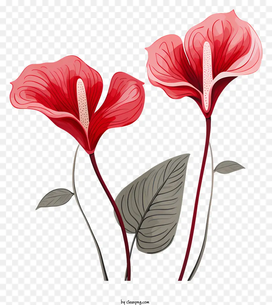 Flores De Anturium，Lírios Vermelhos De Calla PNG