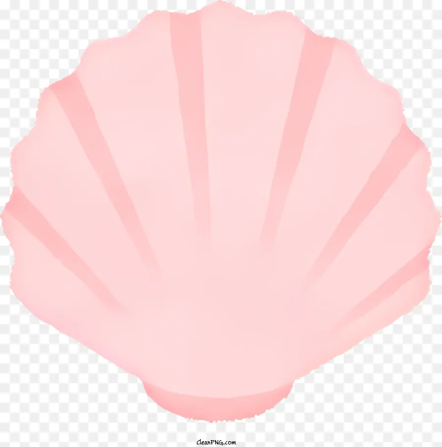 Seashell，Cor De Rosa Shell PNG