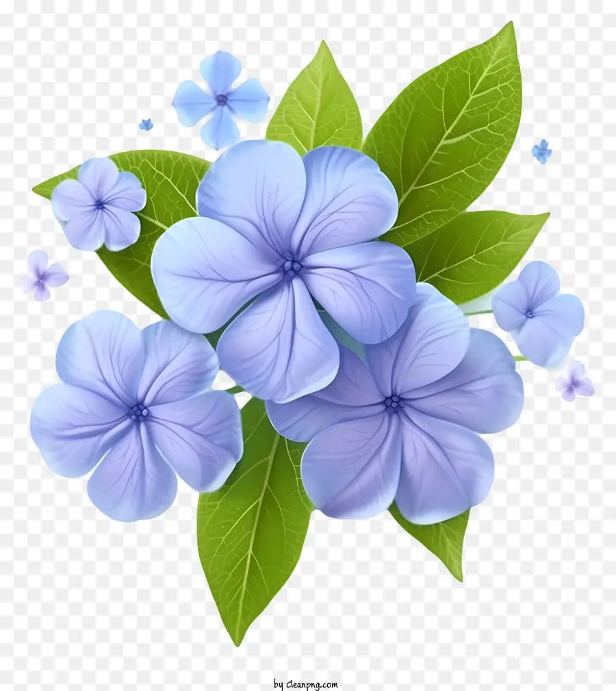 Flor Elegante De Pervinca，Flores Azuis PNG