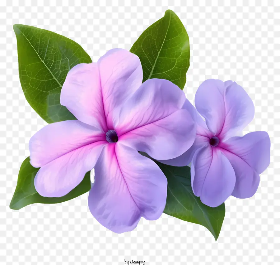 Flor Elegante De Pervinca，Flores Cor De Rosa PNG