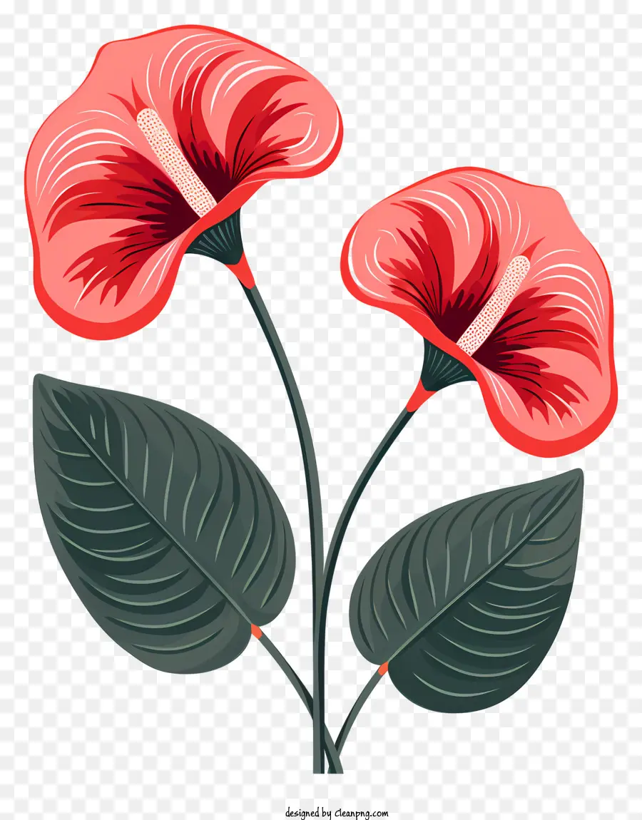 Flores De Anturium，Keywords PNG