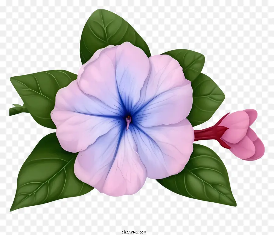 Flor Elegante De Pervinca，Flor PNG