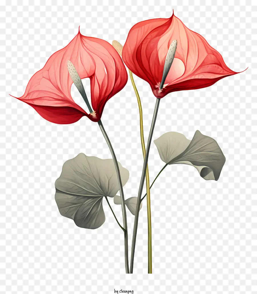 Flores De Anturium，Flores Vermelhas PNG
