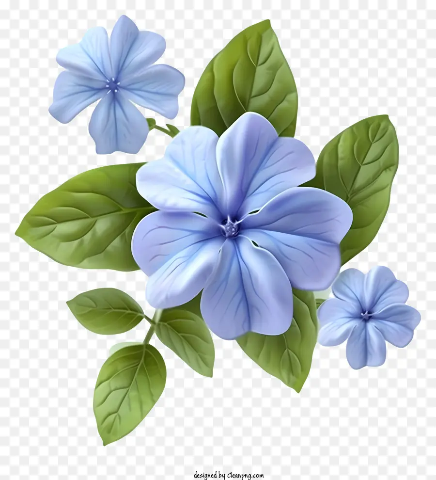 Flor Elegante De Pervinca，Flor Azul PNG