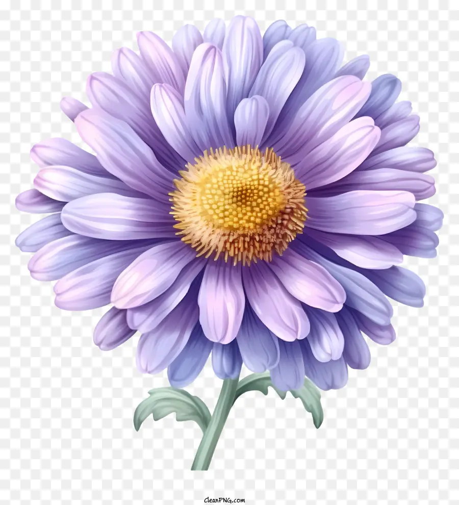 Aster Flor，Roxo Daisy PNG