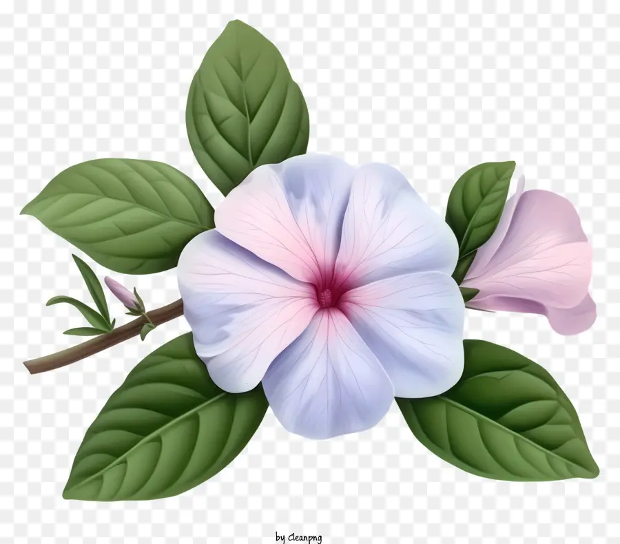 Flor Elegante De Pervinca，Petúnia Branca PNG